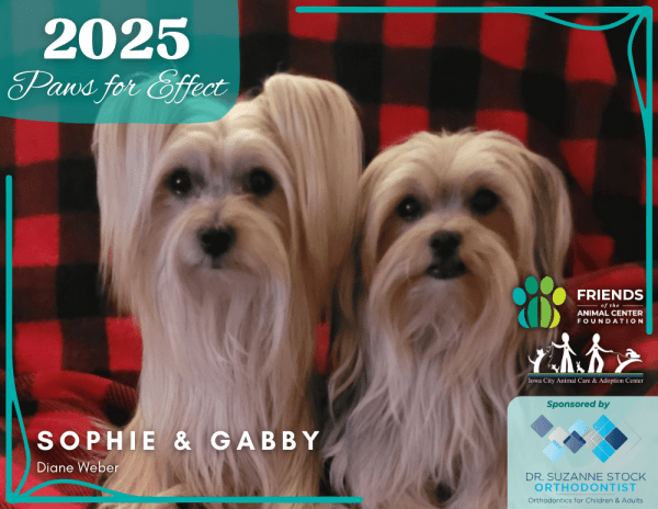 2025 Calendar, Paws for Effect - Image 2