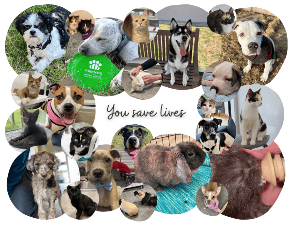 2025 Calendar, Paws for Effect - Image 5